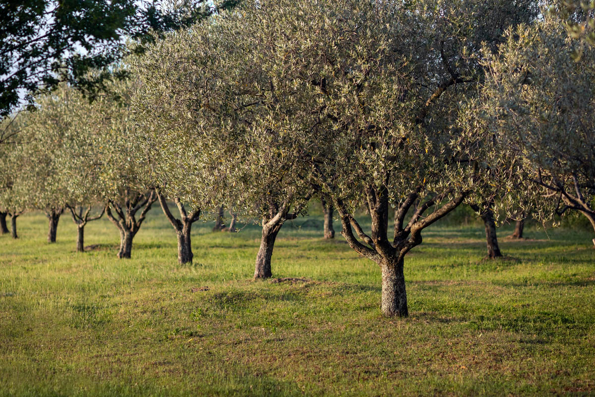 जैतुन खेती ( jaitun / olive cultivation ) 